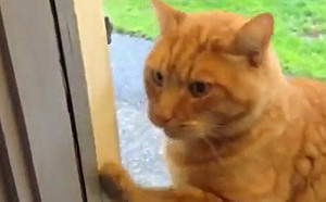 橘貓想回家！懂用臉按門鈴：請開門