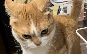 賽亞人模式！貓逼給飯「威壓爆棚」