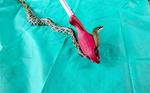 1.5米貪吃蛇闖宅吞鼠嚇壞居民 新北動保處30秒捕獲解危