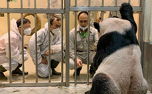 中國大貓熊專家探視「團團」畫面曝光！保育員竟抽菸？動物園：訓練用哨子