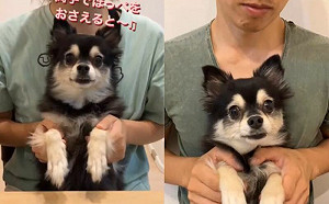 狗在媽懷中乖翻！爸用同動作卻被咬