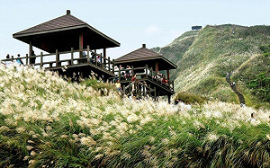 秋冬限定美景！「草嶺古道芒花季」11/5登場