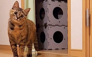 戰鬥模式啟動！貓咪玩鬧姿勢超逗趣