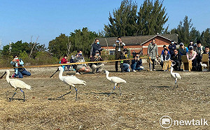 1440黑面琵鷺台南度冬  黃偉哲歡迎親子輕旅行尋找傷癒黑琵