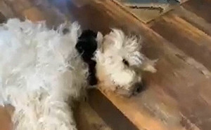 狗身上項圈抬頭了！露睏臉疑惑：喵