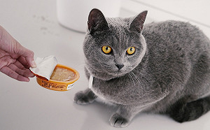 新北動保處維護毛孩食安 9個月稽查231件寵物食品標示