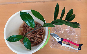 金錢樹輕鬆葉插 新北景觀處教你自製小巧可愛的桌上植栽