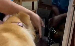 黃金獵犬搶板擦！竟是想幫媽媽做事