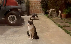 負鼠當面偷吃貓糧！牠們淡定不在意