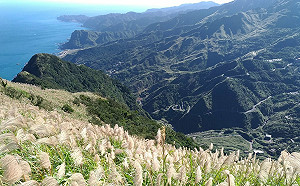 秋芒翻飛仙氣飄 新北九份山城浪漫行 