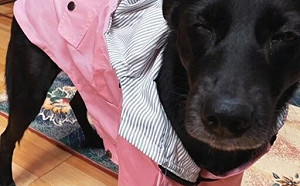 新北動物之家志工陪伴黑犬500天 助毛寶貝獲新家