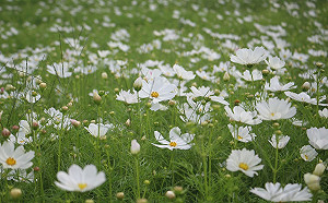 7公頃花田＋絢麗光雕秀！「2022桃園花彩節」11/12盛大展開