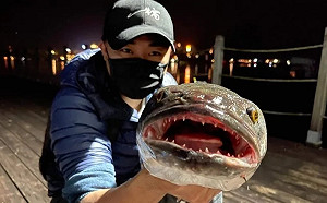 日月潭魚虎肆虐 南投釣友組「除虎打鬼隊」防治生態危害