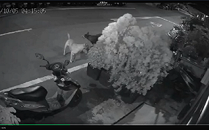 板橋飼主疏縱飼犬咬死街貓  新北動保處開罰5萬1000元