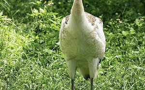 丹頂鶴寶寶「哩鶴」性別出爐！園方：體型已經跟爸媽差不多高