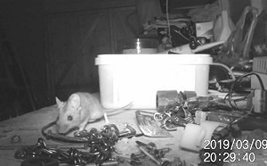 家政鼠報恩！凌亂桌面隔夜變整齊