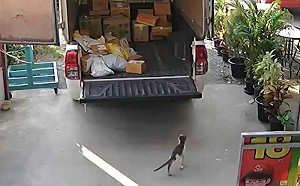 (影)你怎麼在這？店貓誤搭便車無人發現