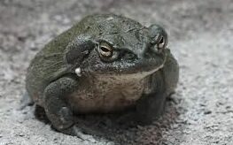 美政府警示「禁舔蟾蜍」！原因曝光