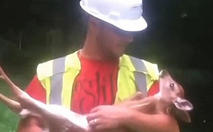 小鹿寶寶迷上抱抱！纏著人嗷嗷叫換