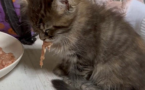 差點掉盆裡！愛睏幼貓邊吃邊睡覺