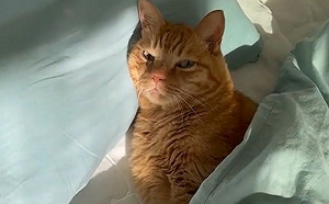 橘貓被吵醒氣噗噗！奶音抱怨還想睡