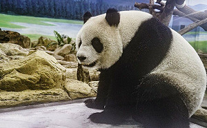 北市動物園設冰床！圓仔玩嗨意外成「滑冰高手」