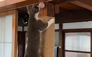 用麻繩綁柱子！貓咪玩瘋又不傷傢俱