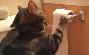 貓爽玩捲筒衛生紙！下秒竟自己收拾