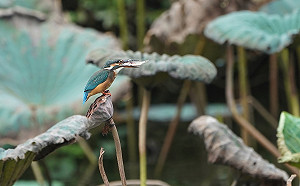 來新北大漢溪高灘地人工濕地看翠鳥