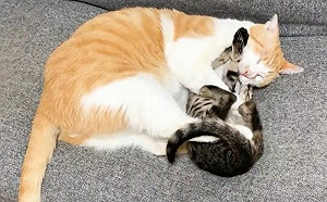 (影)貓妹妹揍翻哥哥!逃脫懷抱:不想睡