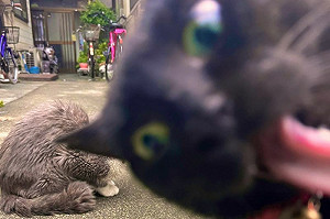 幫灰喵拍照!黑貓狂搶鏡頭:我也要