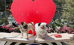 飼主介入不了!2狗相愛會抱團反擊