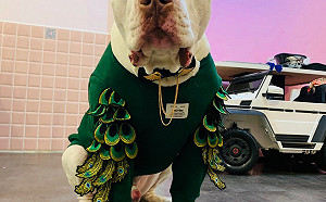 新北市補助比特犬絕育 即日起至12月9日開放申請