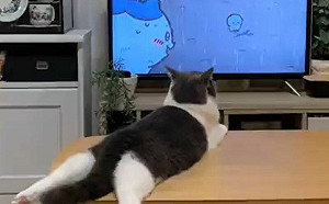 動作一樣！貓趴桌面看「喵咪動畫」