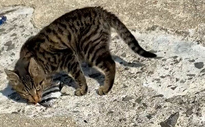 和貓當朋友！釣客被送一條新鮮活魚