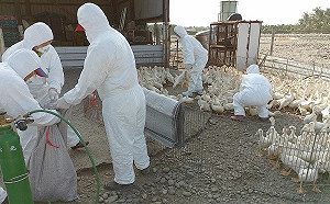 屏東縣出現禽流感!高樹養鴨場撲殺1350隻肉鴨