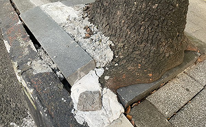 護樹護人要共好！黃淑君批新北漠視「友善步行環境」 