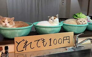 (影)肉嘟嘟超誘人!菜籃塞滿肥美香貓