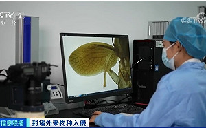 講得這麼深奧 原來竟是它!中國稱截獲「蜚蠊」新物種 可能帶有未知病毒