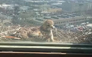 隔窗賞鳥突遇碰瓷!牠撞暈還裝兇