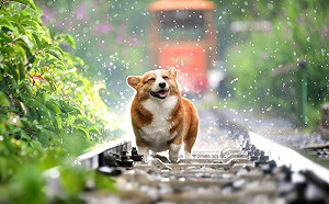 (影)偷記工作地！狗自搭公車探主人班