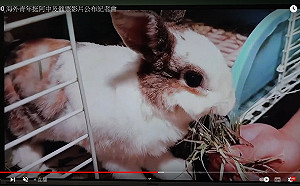 (影)陳時中催票影片 影射蔣萬安是隻保護好好的兔子