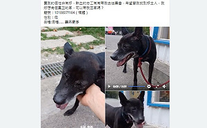 新北動保阿伯自製影片人氣夯 助收容10年黑犬迅速找到新家