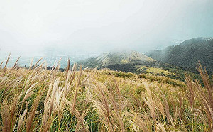 金黃花浪如仙境！到台北大縱走3處賞芒路線感受秋日之美