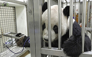 團團沉睡中離世 柯文哲：謝謝團團10多年陪著台灣人成長、歡笑 