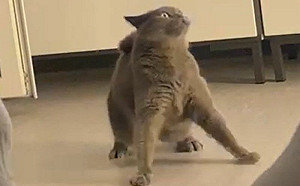 突對空氣轉圈！貓詭行徑讓飼主毛爆