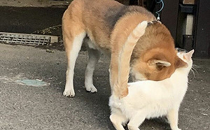 柴見白貓超甜蜜！遇飼主卻秒變臉