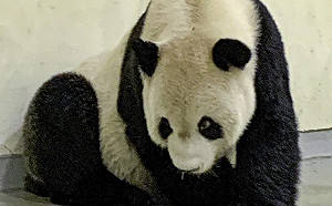 趙少康酸蔡英文對團團離世不吭聲 王定宇反批他無視「恩恩的命」