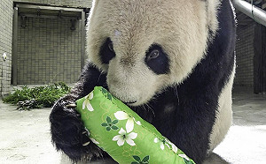團團心跳13：48停止！遺體如何處理？動物園：做成標本