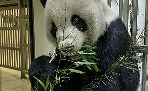 團團「病理解剖報告」出爐!「原發性腦瘤」致癲癇發作